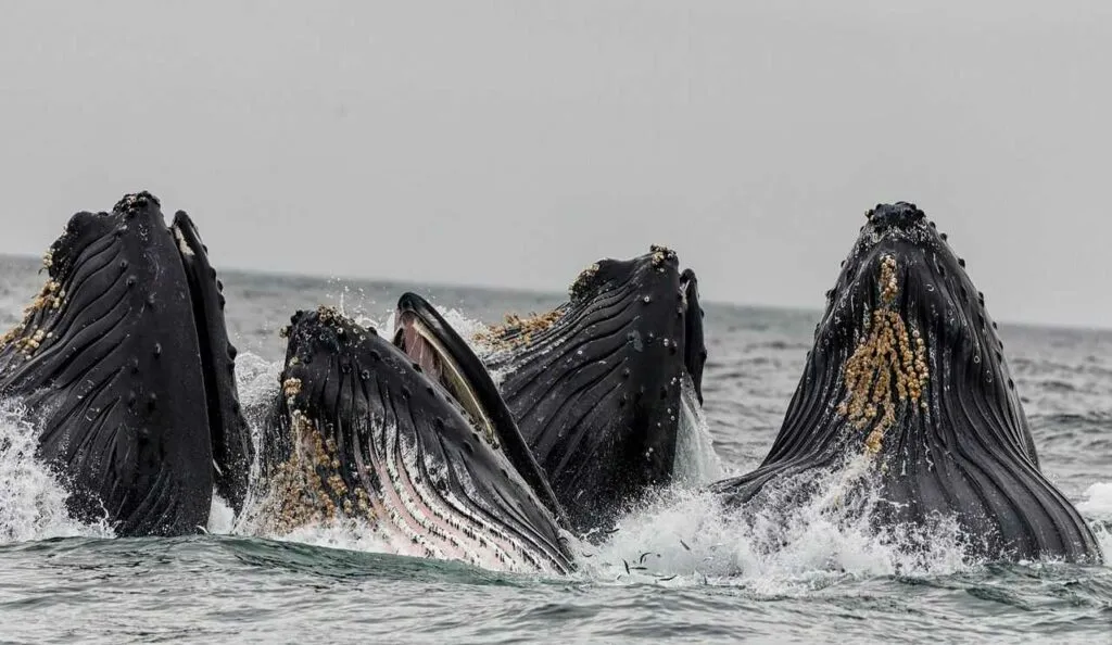 クジラ