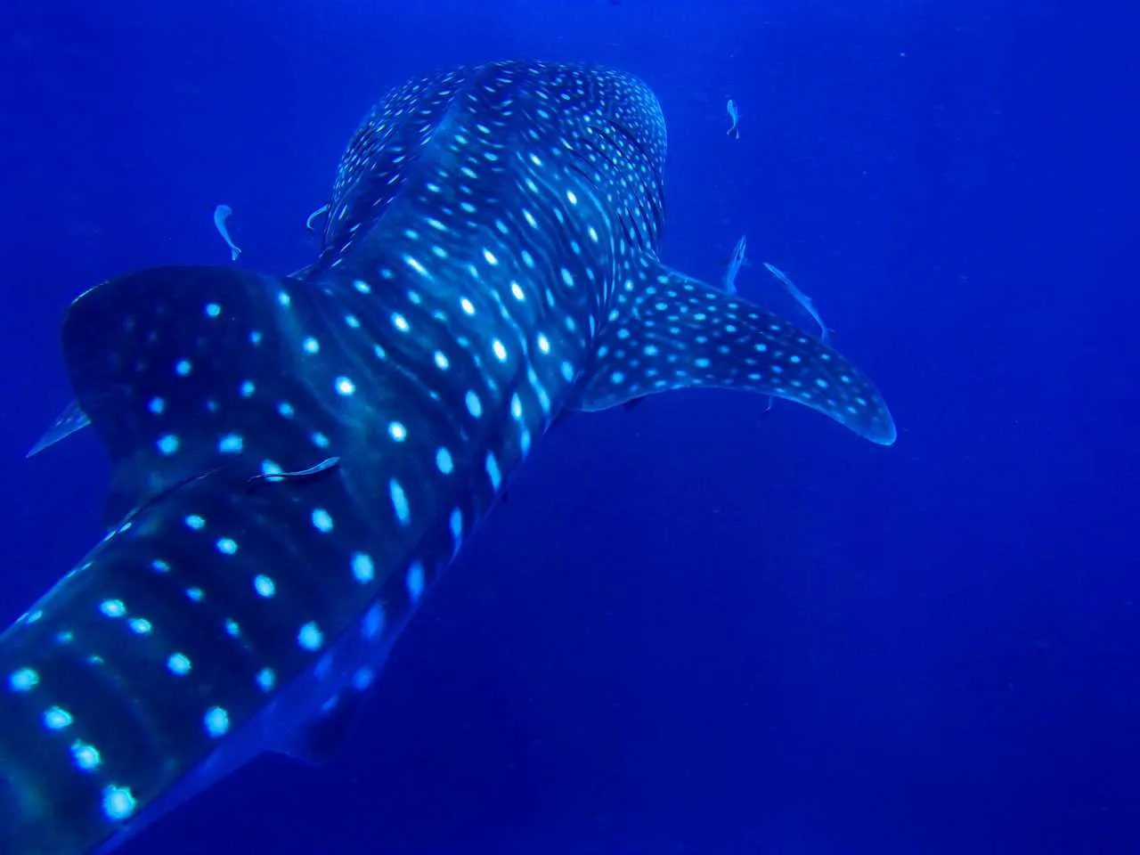 Whale Shark