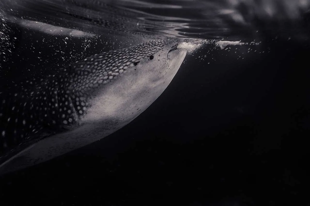 Whale Shark