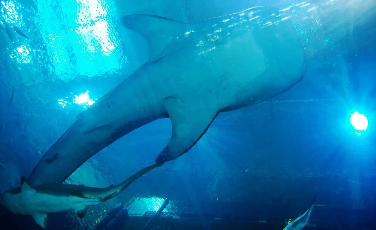 Whale Shark