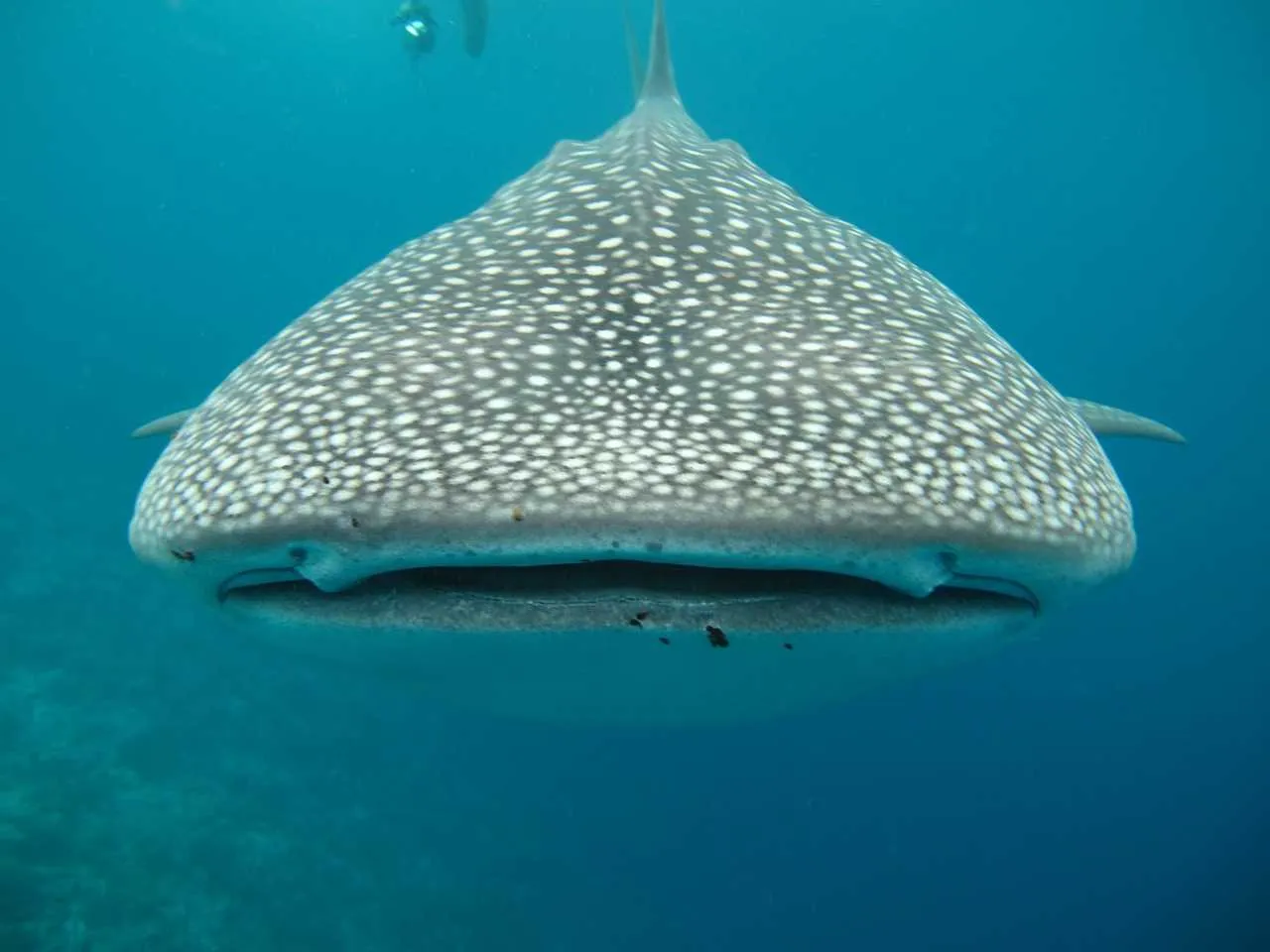 Whale Shark