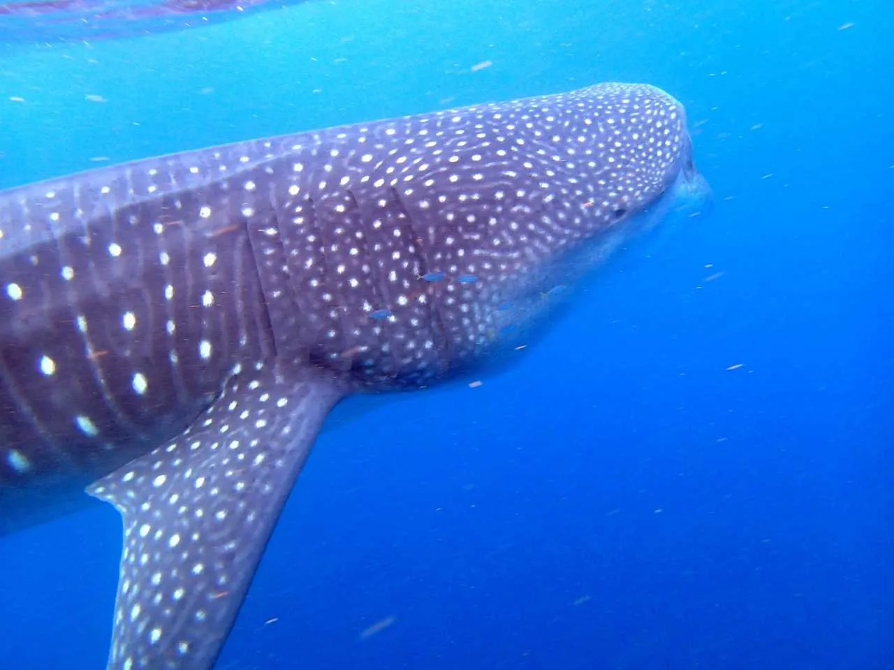 Whale Shark