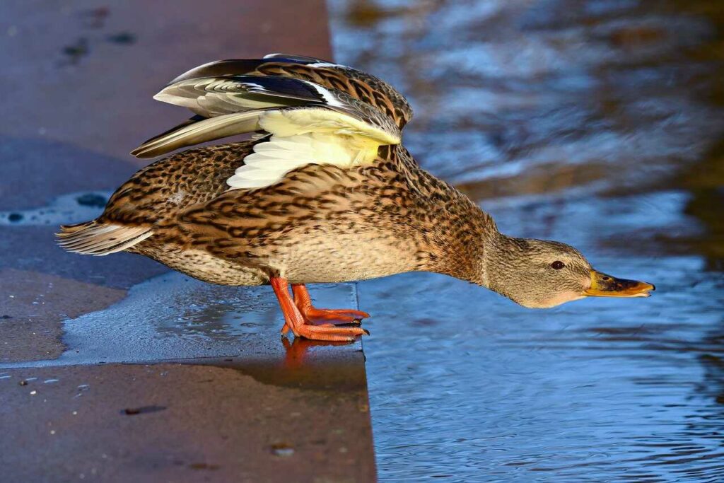 Wild Duck