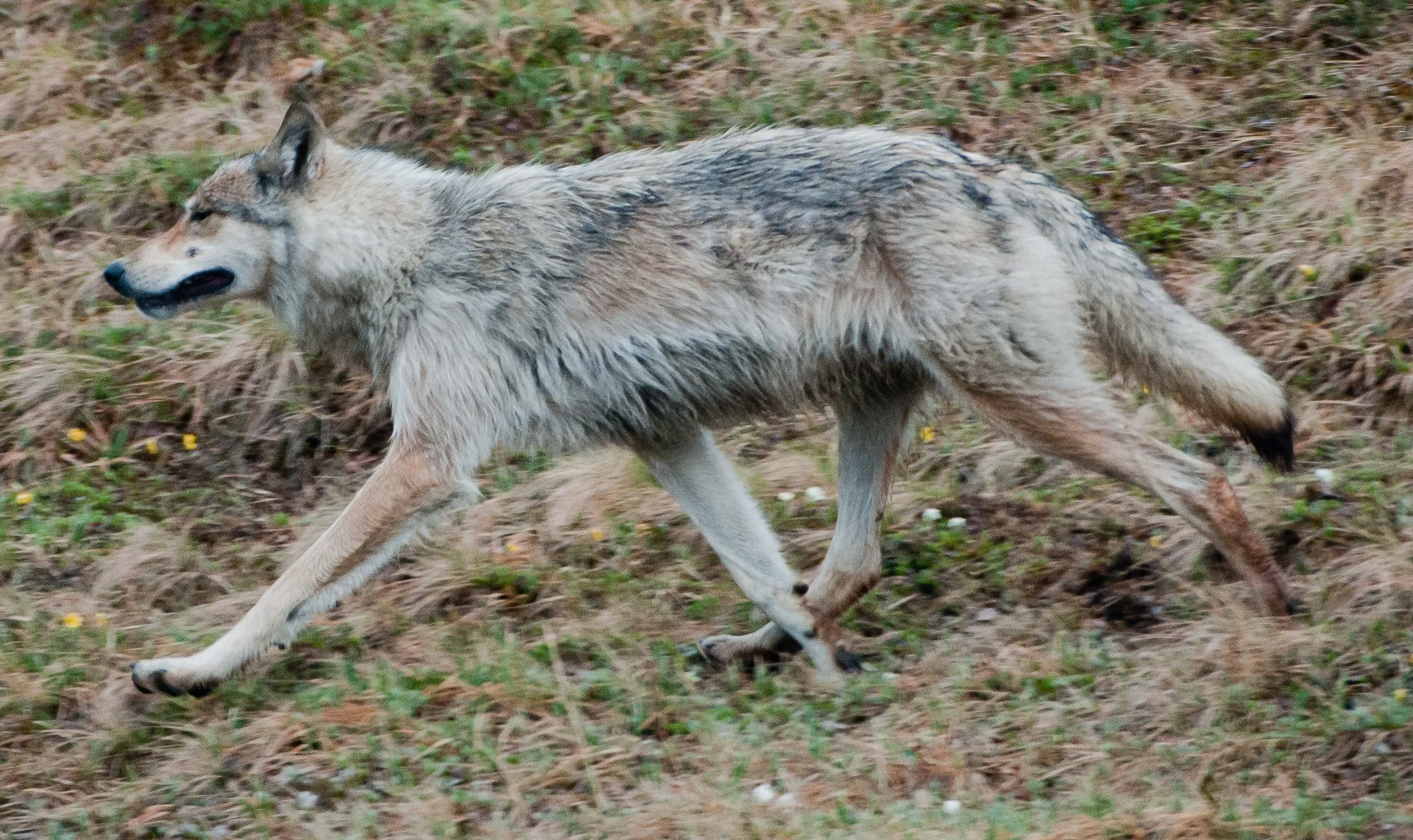 アラスカオオカミ