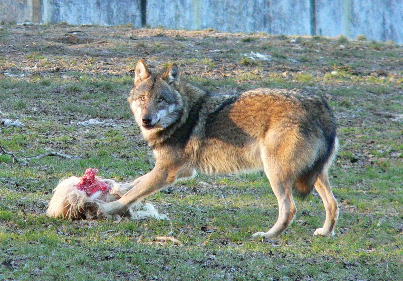 Eurasian Wolf