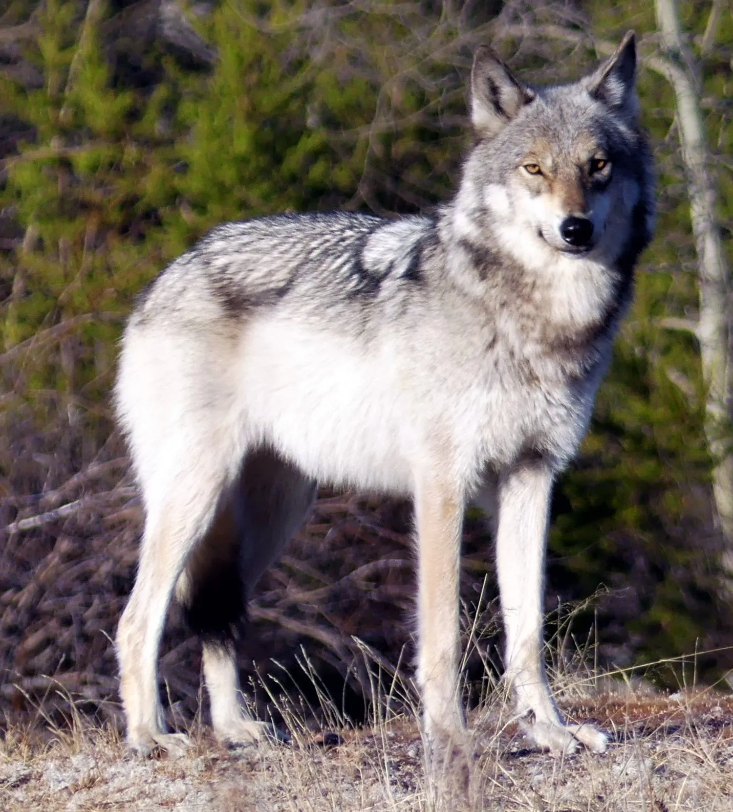 Great Plains Wolf: A Howl of Recovery on the Prairie | Ecology and ...