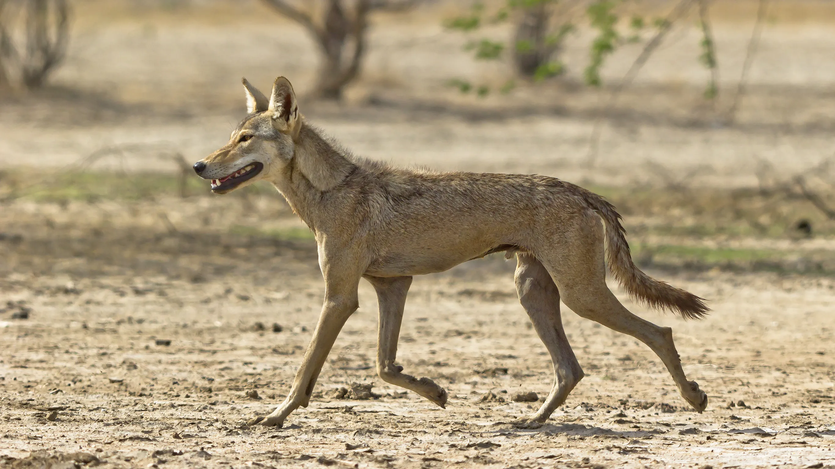 Indian Wolf