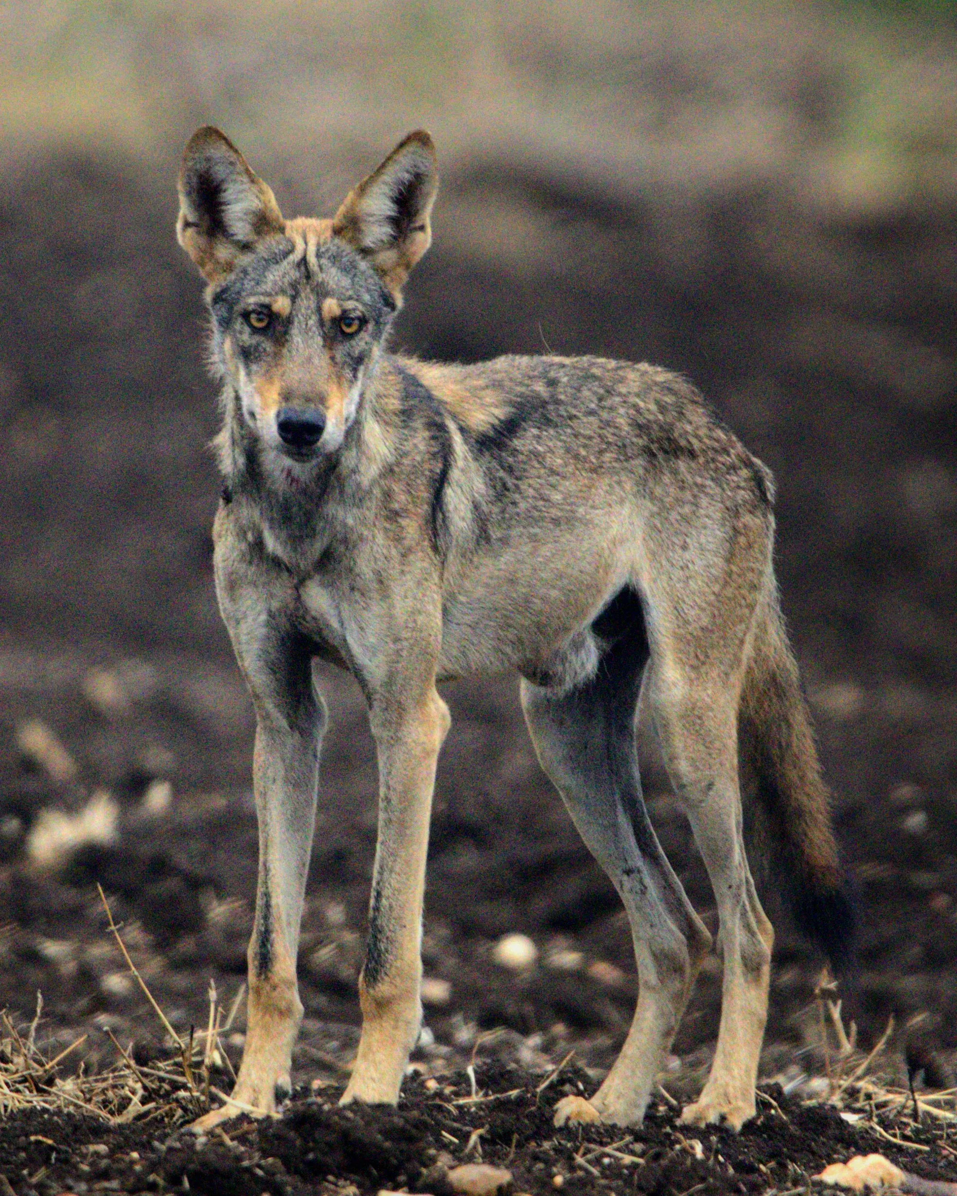 Indian Wolf