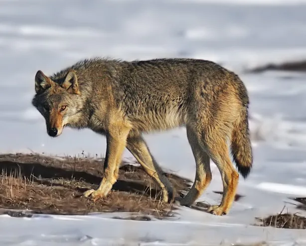 草原を駆けるステップオオカミの群れ