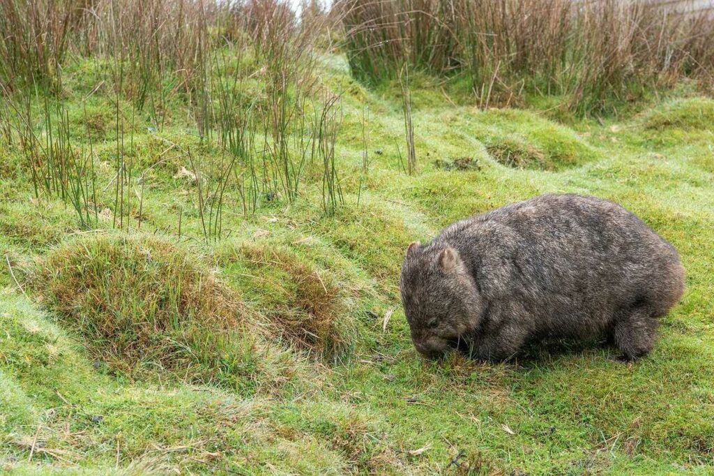 Wombat