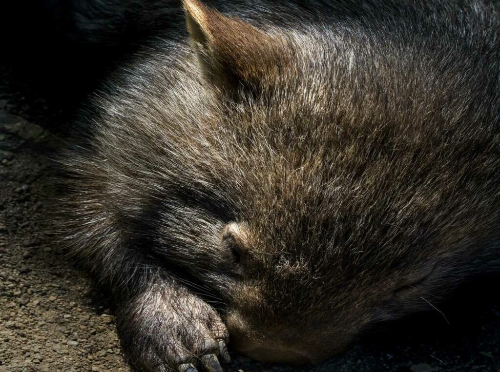 Wombat