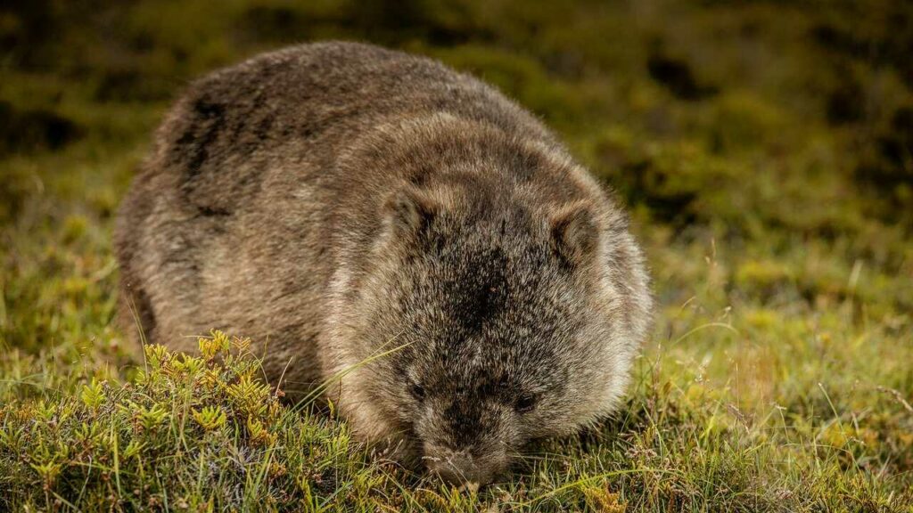 Wombat