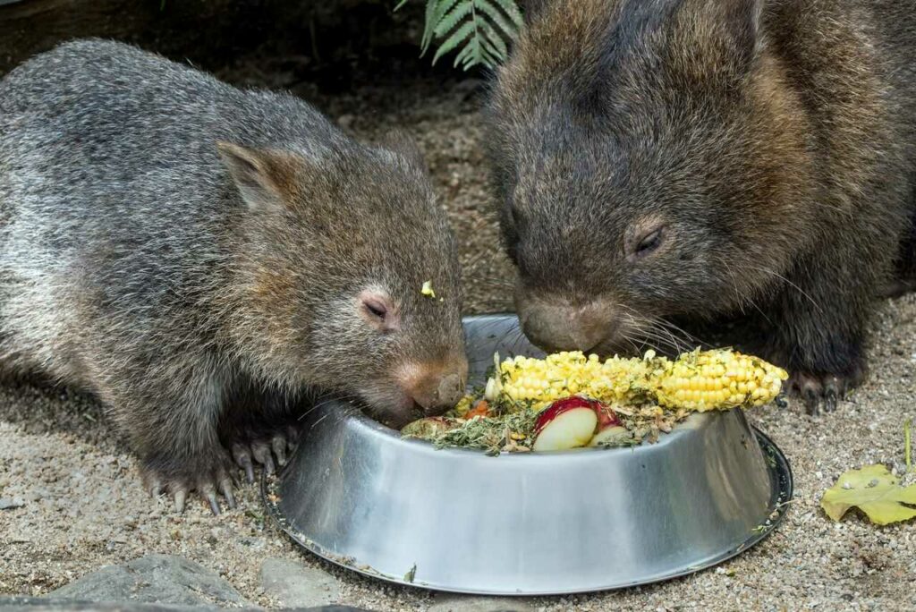 Wombat