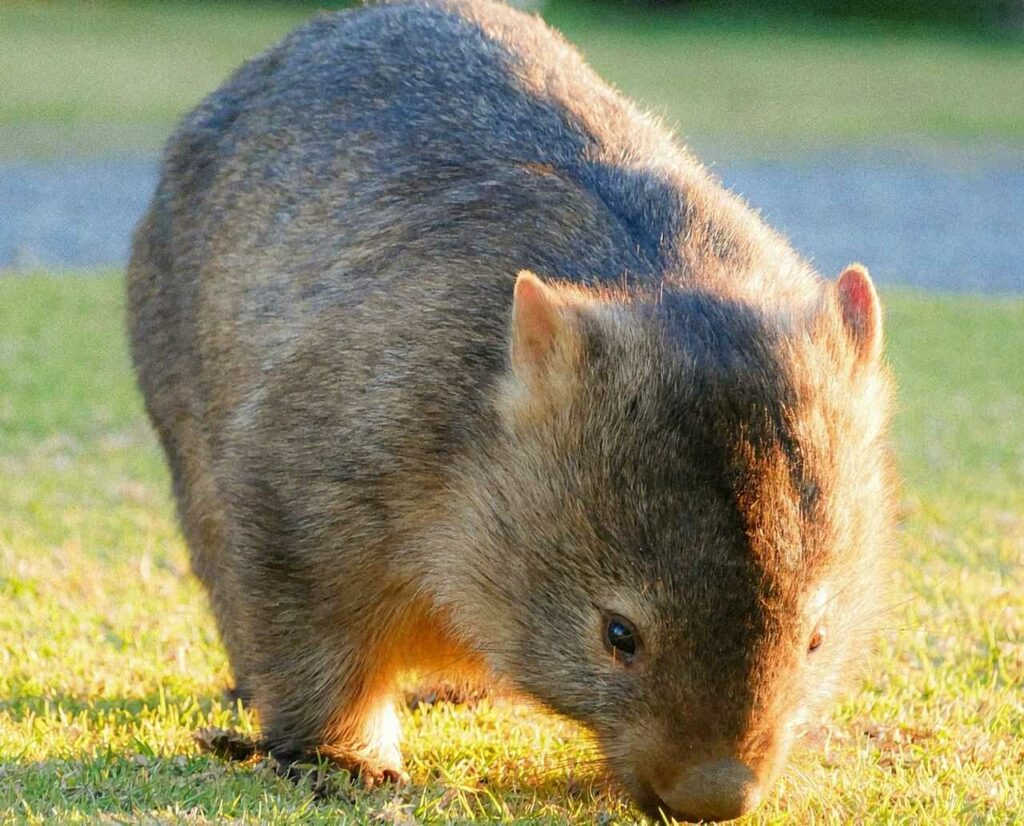 Wombat