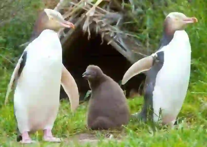 イエローアイドペンギン