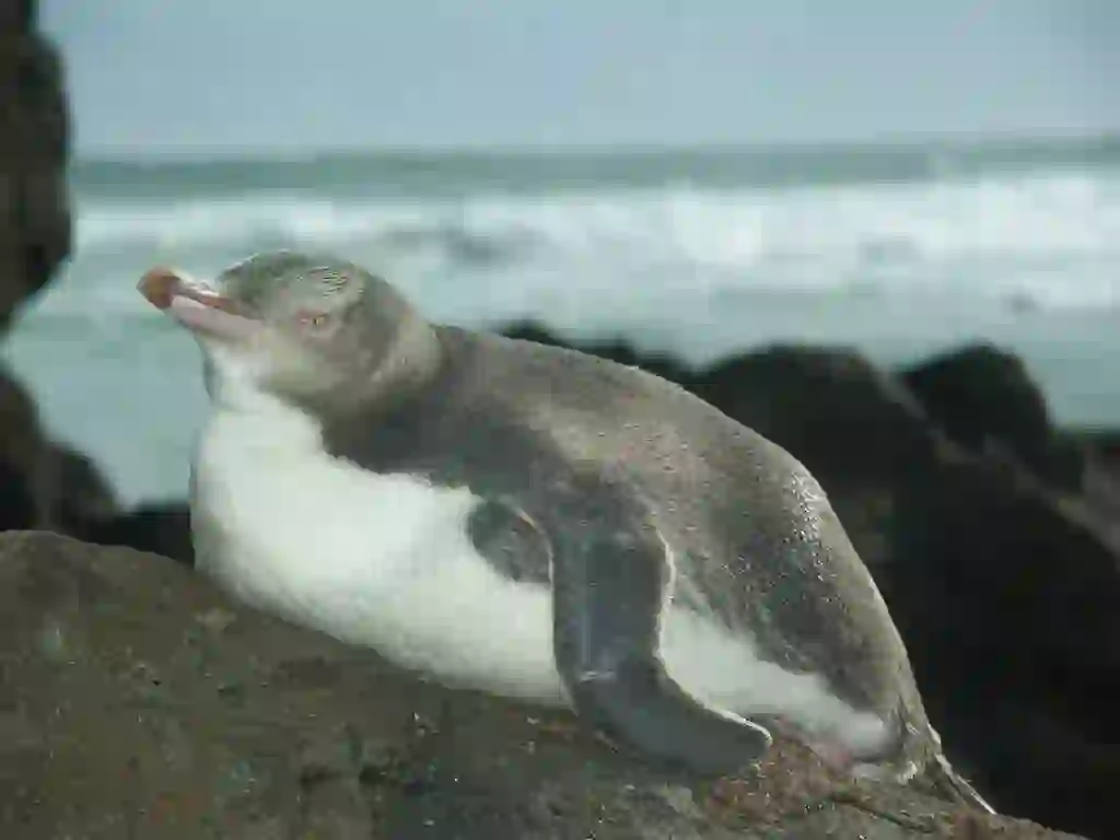 イエローアイドペンギン