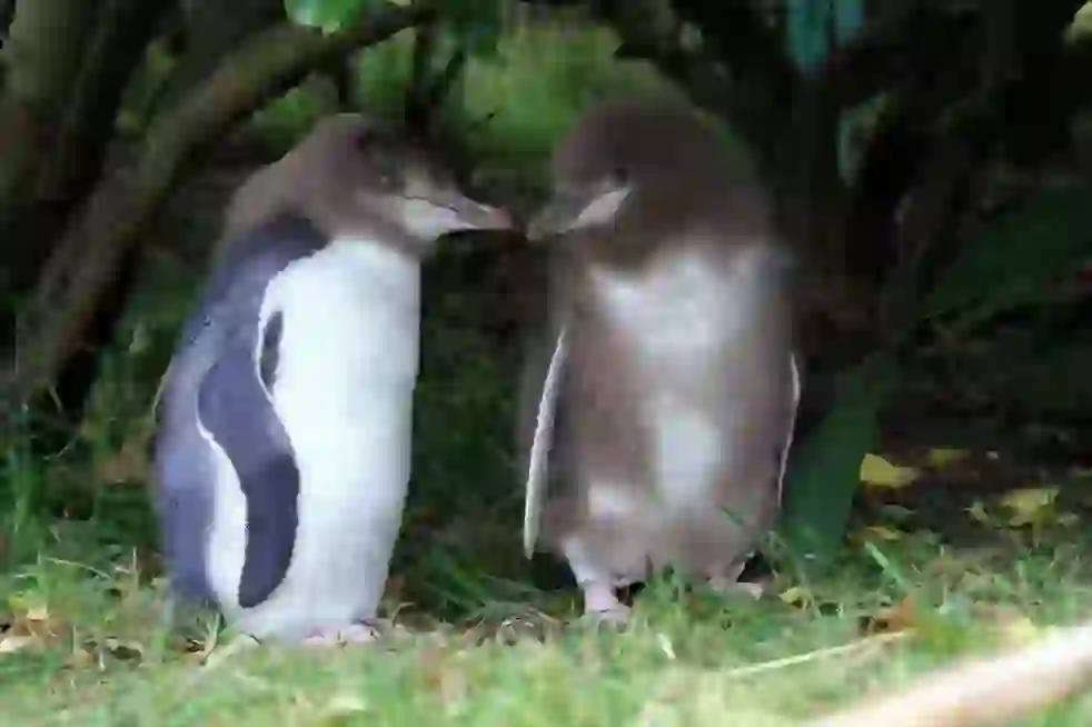 イエローアイドペンギン