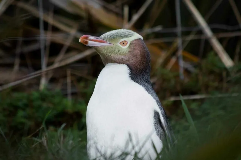 イエローアイドペンギン