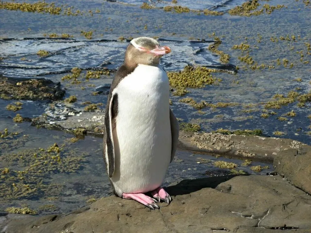 イエローアイドペンギン