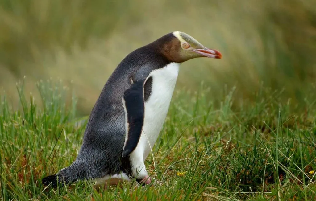 Yellow-eyed Penguin