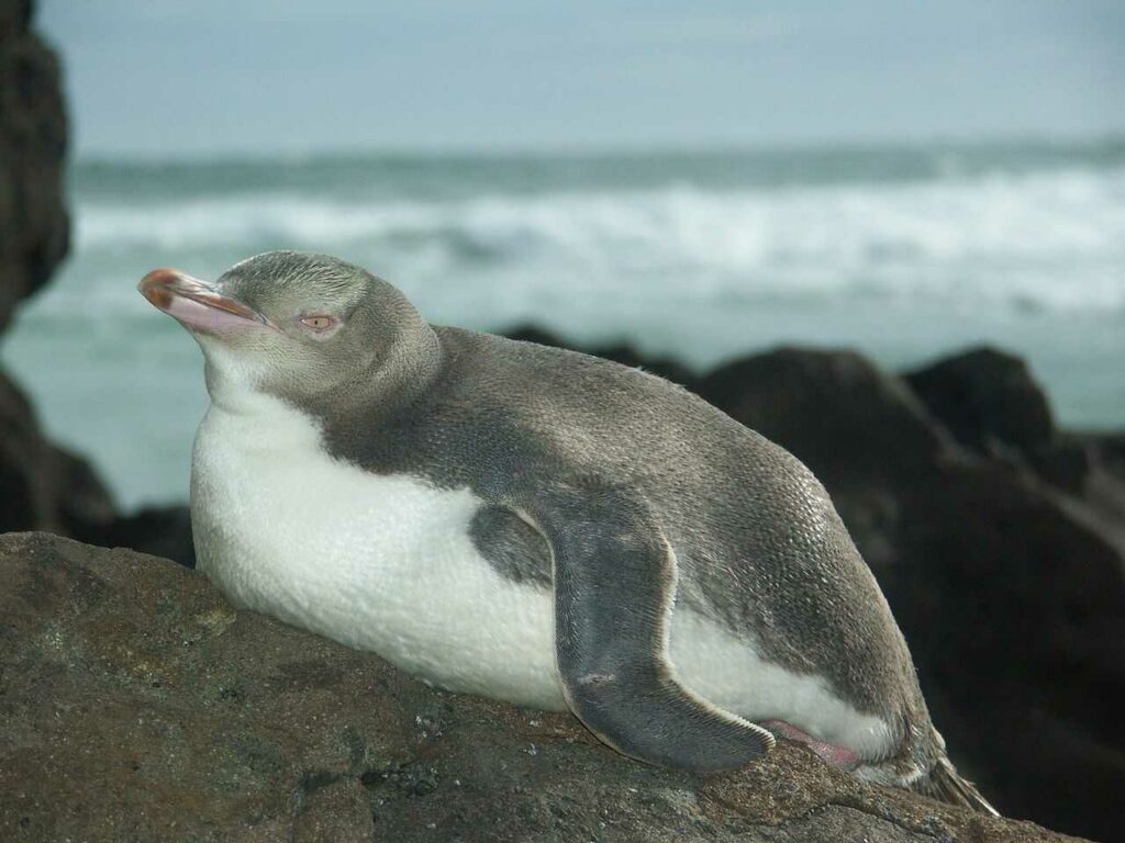 Yellow-eyed Penguin