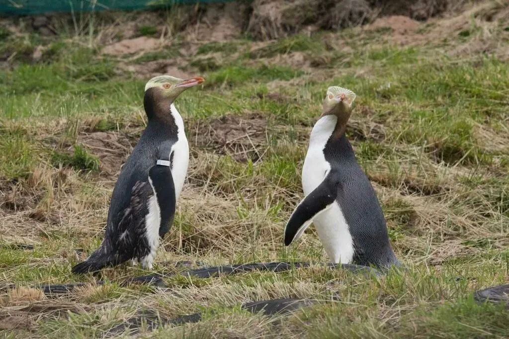 イエローアイドペンギン