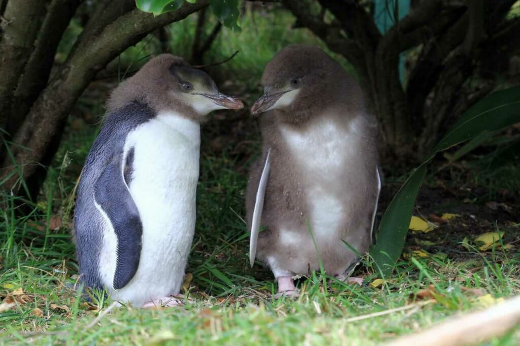 Yellow-eyed Penguin