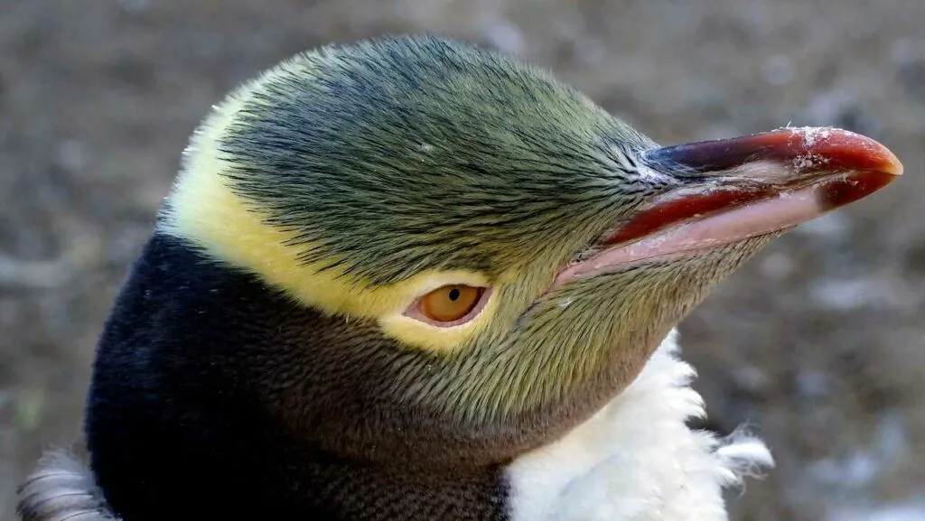 Yellow-eyed Penguin