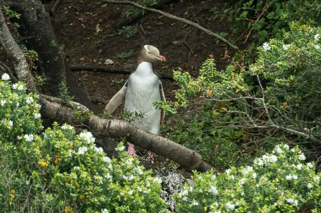 イエローアイドペンギン