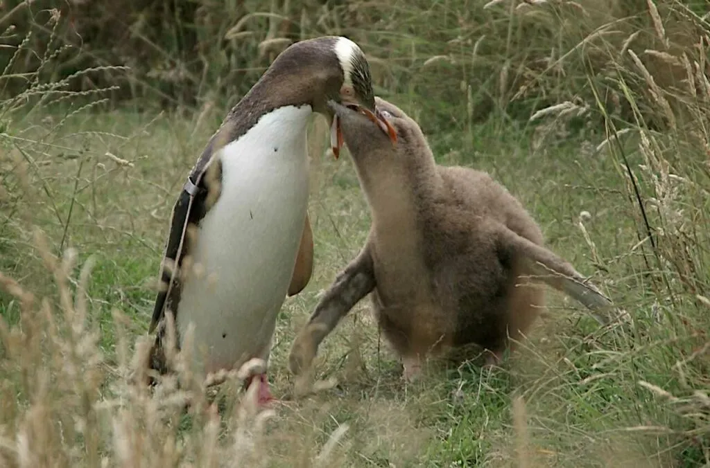 Yellow-eyed Penguin