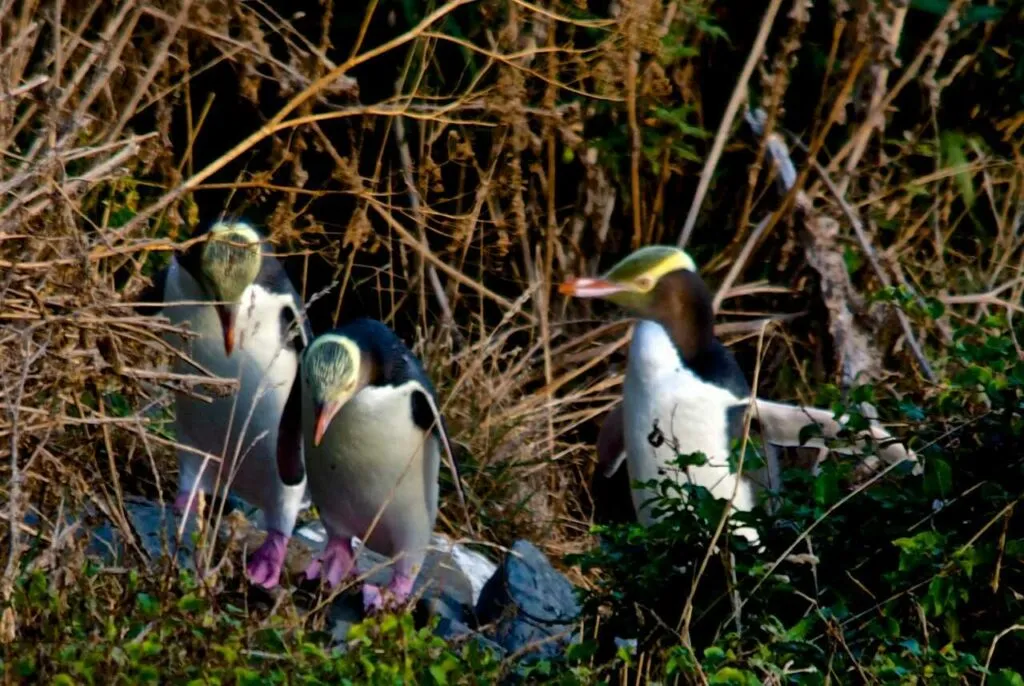 Yellow-eyed Penguin