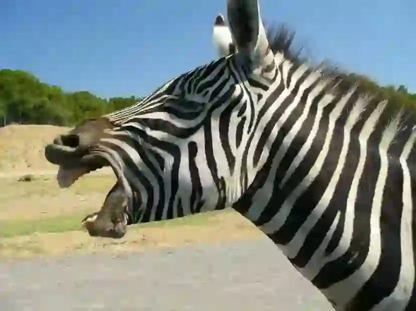 Zebra