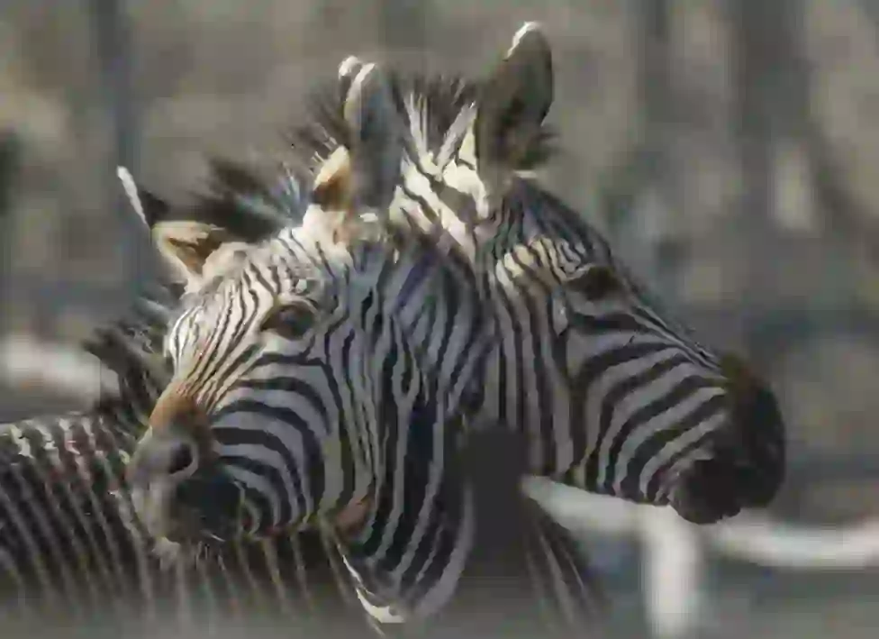 Zebra