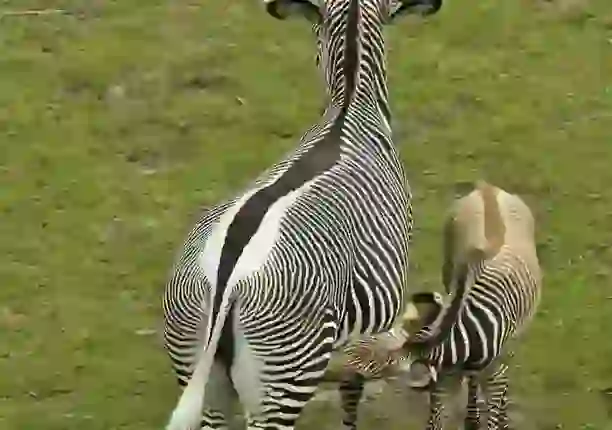 Zebra