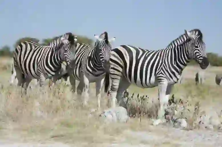 Zebra