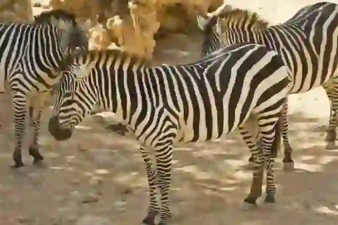 Zebra