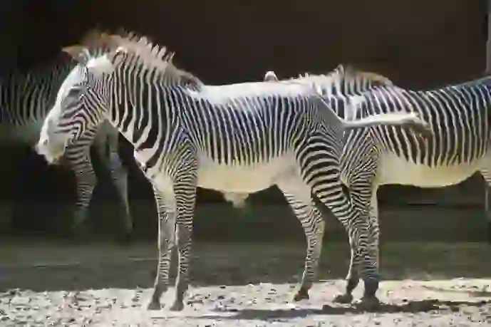 Zebra