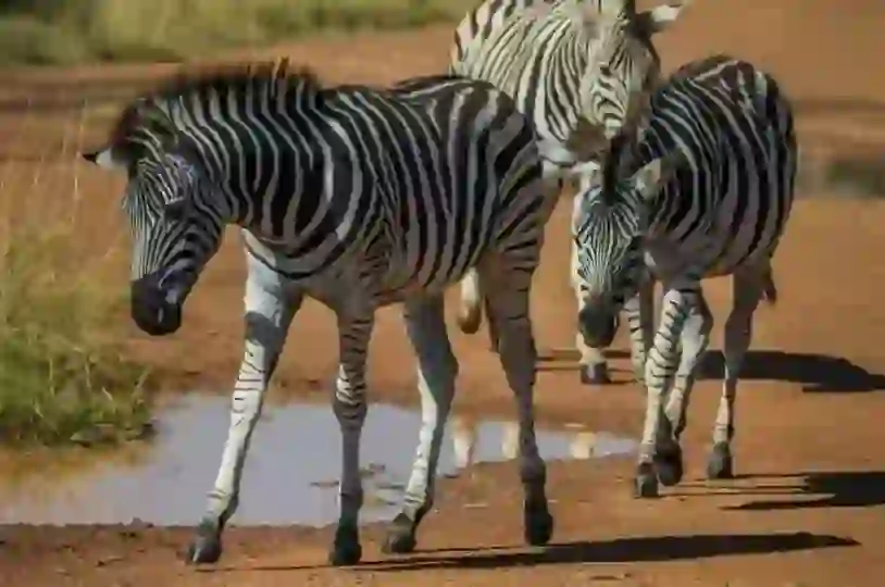 Zebra