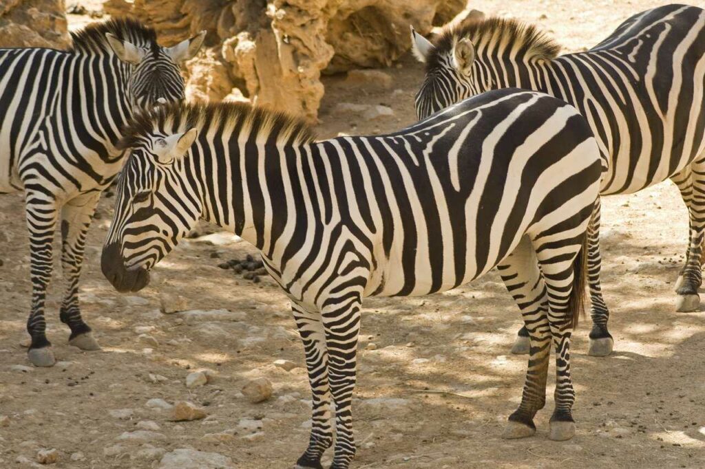 Zebra