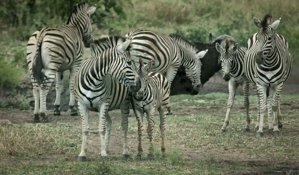 Zebra