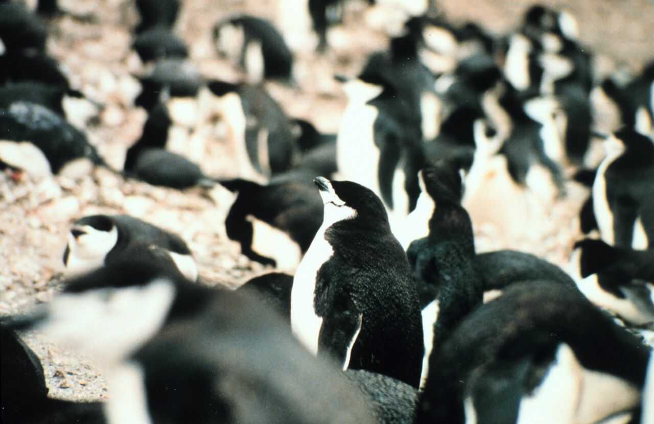 私たちは全員、動物が好き