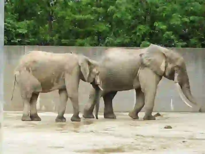 Hiroshima City Asa Zoological Park