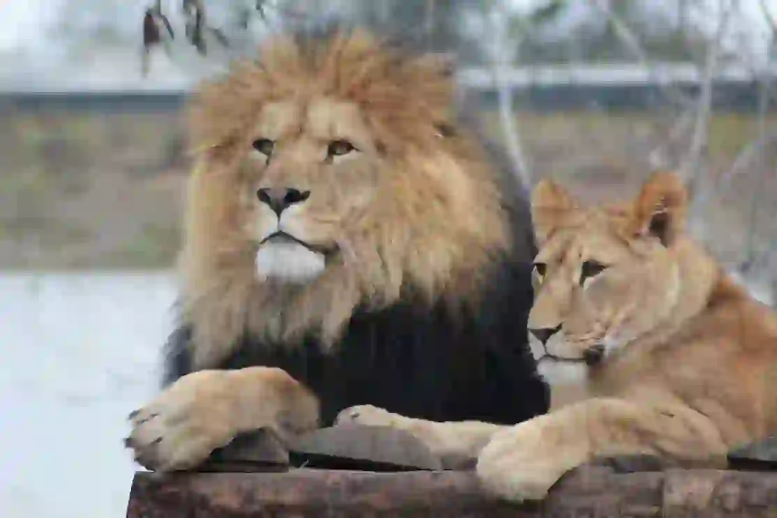 Fuji Safari Park