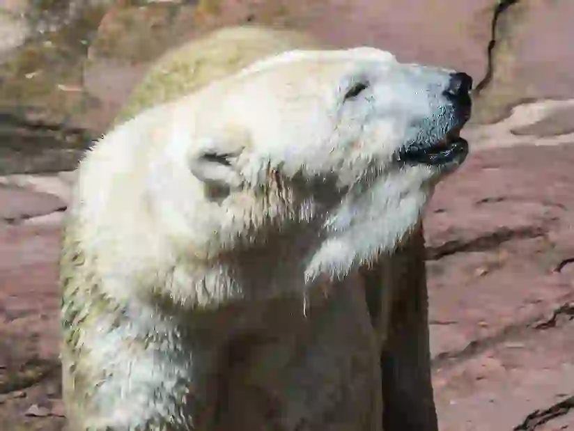 Asahiyama Zoo in Asahikawa City