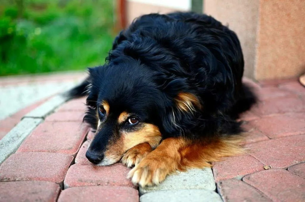 飼い犬に手を噛まれる（かいいぬにてをかまれる）