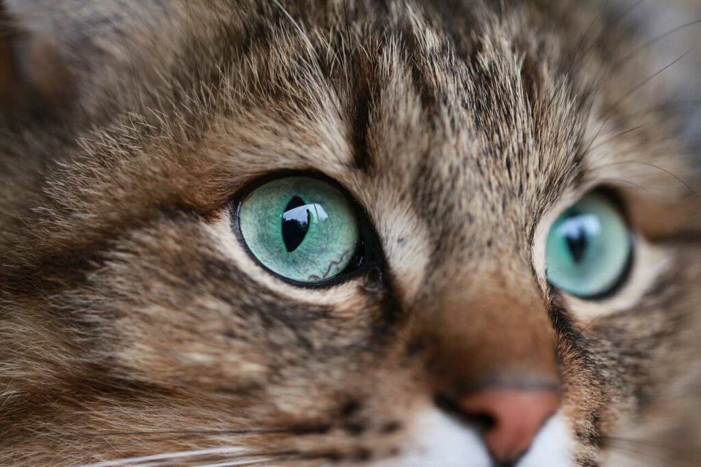 猫の目（ねこのめ）