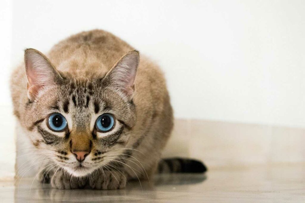 A Cat's Eye