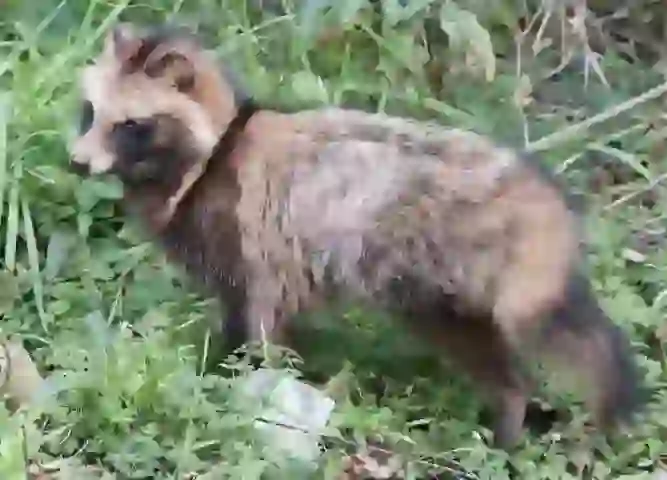 Counting Tanuki Skins Before Catching Them