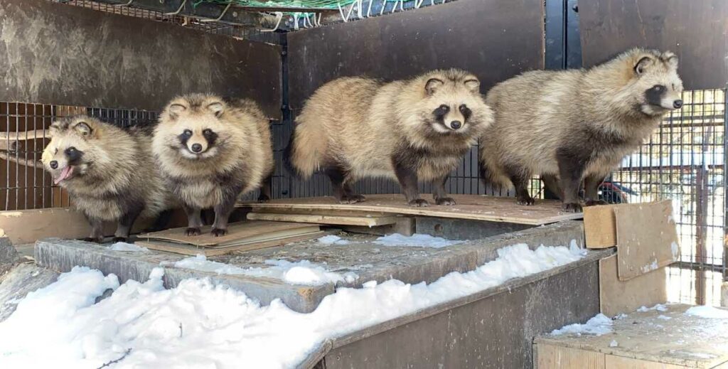 Counting Tanuki Skins Before Catching Them