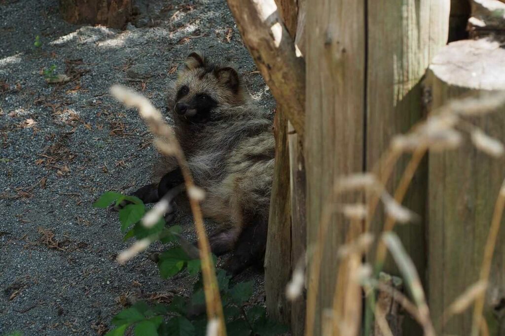 Counting Tanuki Skins Before Catching Them